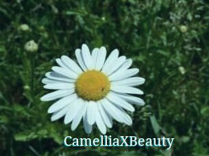 Camellia_XBeauty