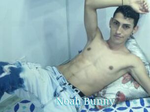 Noah_Bunny